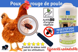 Poux de poule : Quel traitement pour le pou rouge ?
