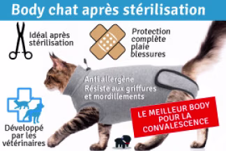 Body pour chat après stérilisation : utilisation et conseils