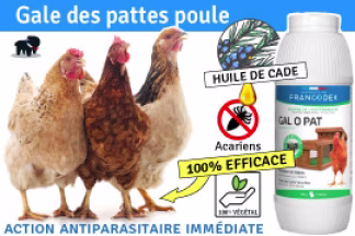 Gale des pattes poule, Conseil, Remède, Résultat !