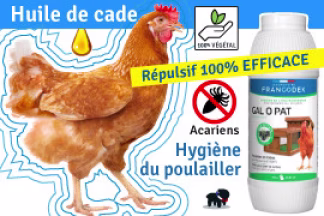 Huile de cade poule : Utilisation, Prix, Efficacité !