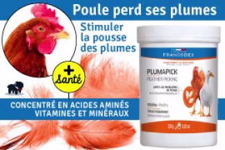 Poule perd ses plumes ? Conseil, explications !