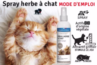 Spray herbe à chat, conseil d'achat, à partir de 5.99 € 