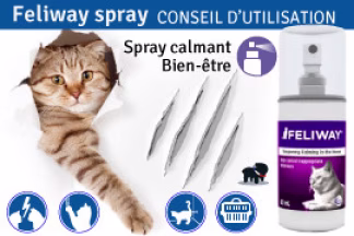Feliway spray : conseil d'utilisation !