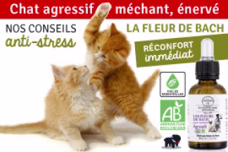 Chat agressif, méchant, énervé : nos conseils ! 