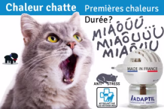Chaleur chat : durée, première chaleur chat femelle