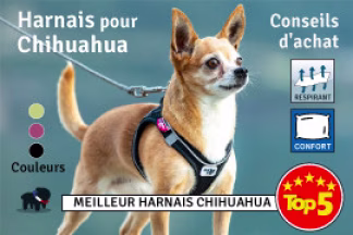 Harnais Chihuahua : Conseil d'achat ! 