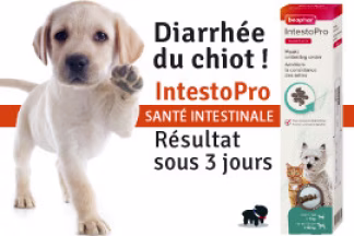 Diarrhée chiot : Pourquoi ! Remède, Résultat !