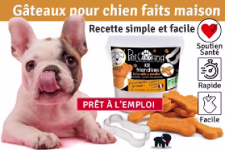 Recette Gâteau pour chien, maison, Simple & Facile !