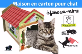 Maison en carton pour chat, facile à faire soi-même ?  
