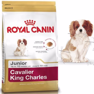RC_CavalierJunior.jpg