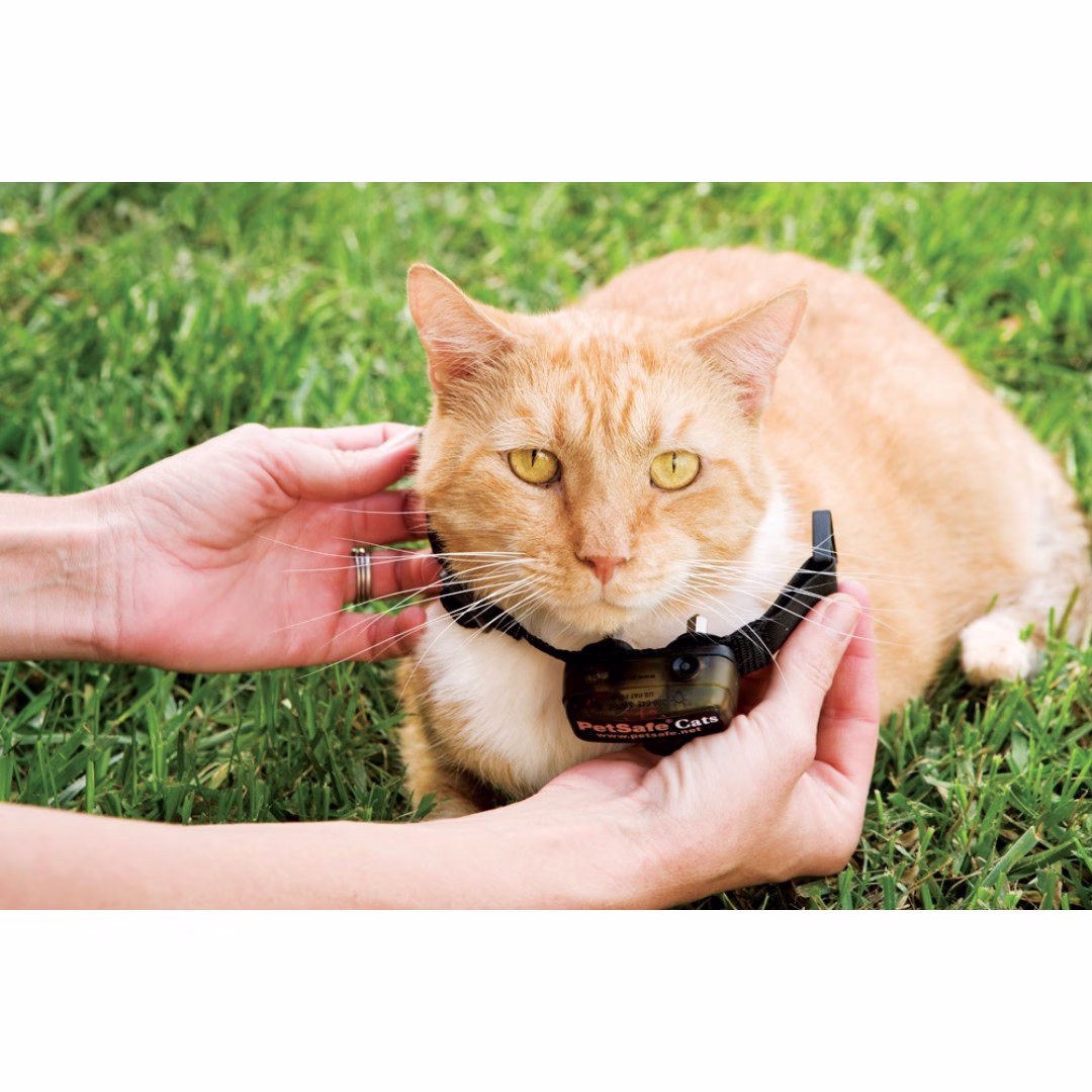 pig00-11007_collar.jpg