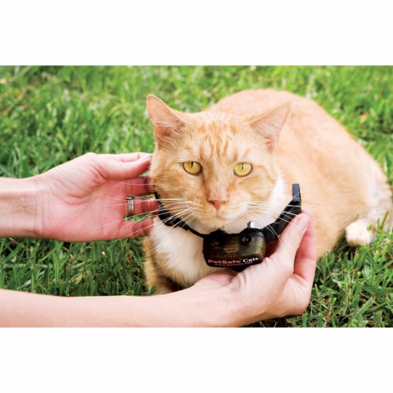 pig00-11007_collar.jpg