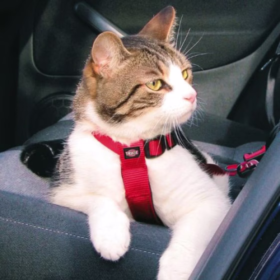 harnais-chat-voiture-image-12808-grande.jpg