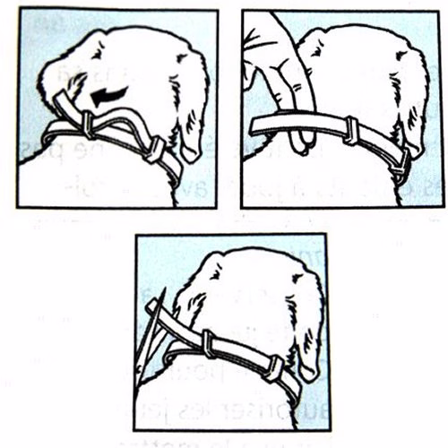 serestgd.jpg