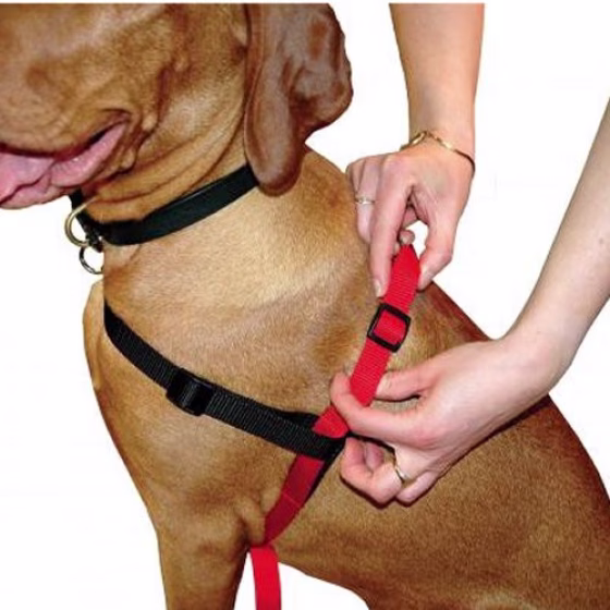 HALTI-HARNESS-BLACKRED-Medium-0.jpg