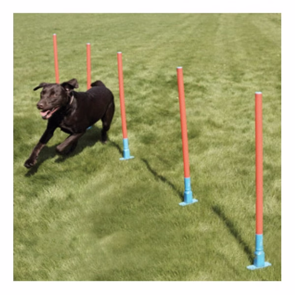 Agility_Slalom.jpg