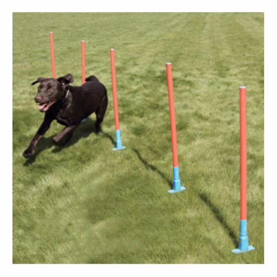 Agility_Slalom.jpg
