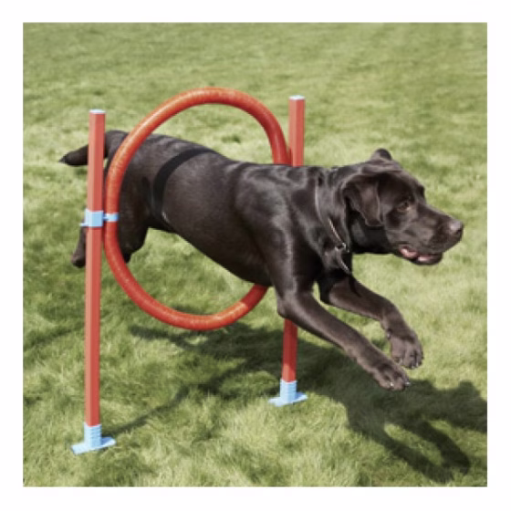 Agility_Hoop.jpg