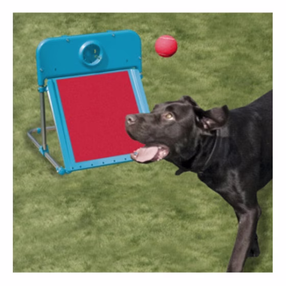 Agility_Flyball.jpg