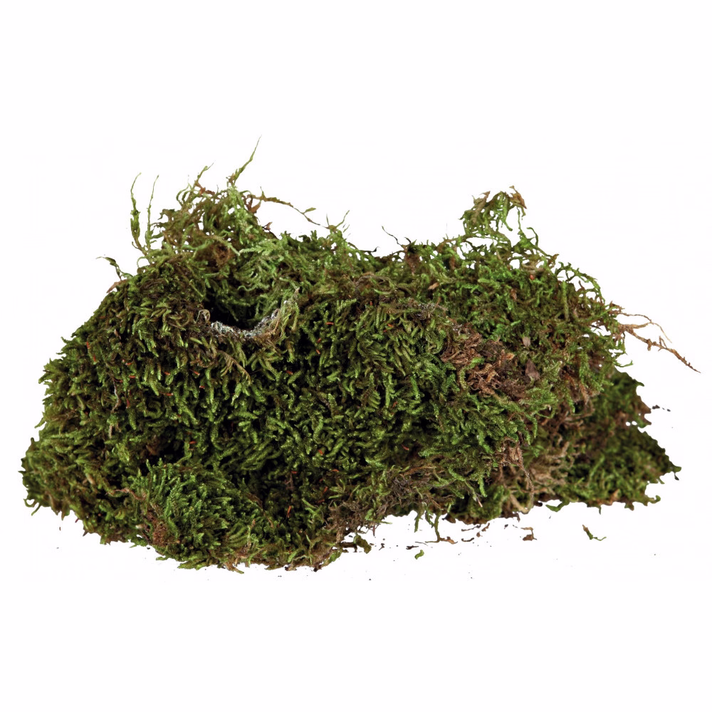 la_mousse-pour-vivarium-16819.jpg