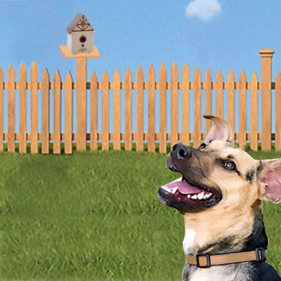 Pet_L0136.jpg