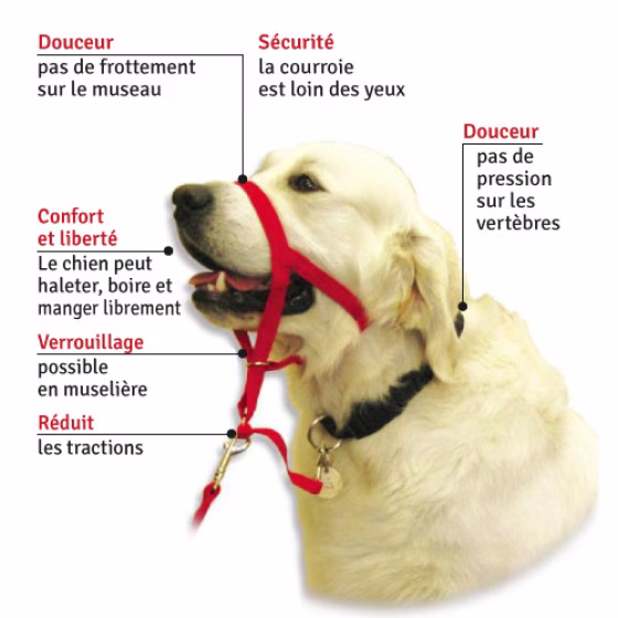 1-HALTI-Headcollar-Large5.jpg