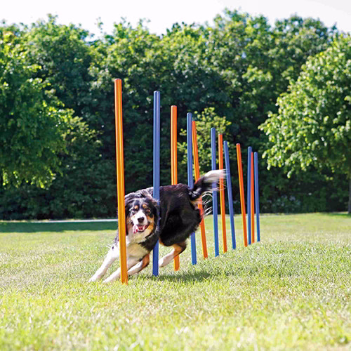 191967_PHO_PRO_DOG_3206-3.jpg