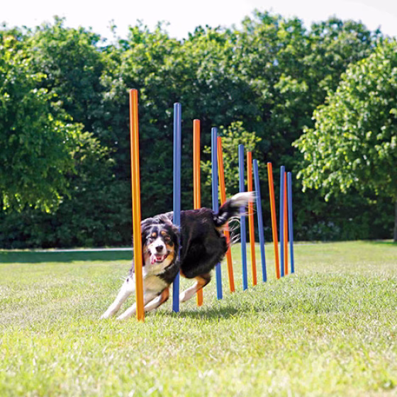 191967_PHO_PRO_DOG_3206-3.jpg