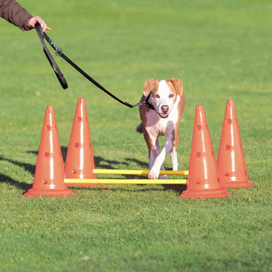 191997_PHO_PRO_DOG_32091-1.jpg
