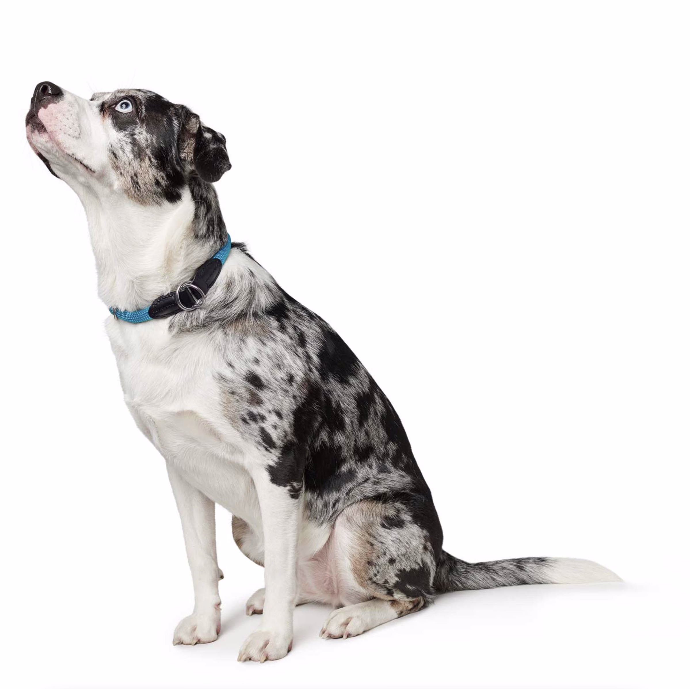 Collier rond en corde Freestyle bleu pour chien