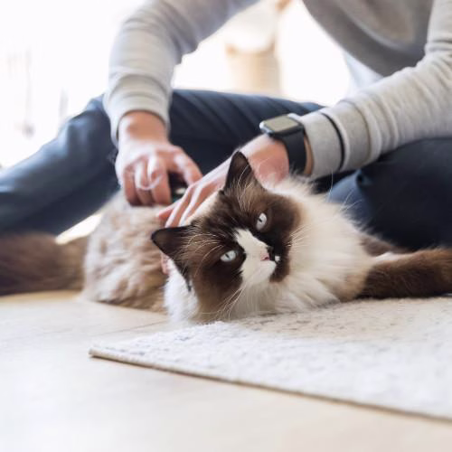 Brosse démêlante chien et chat