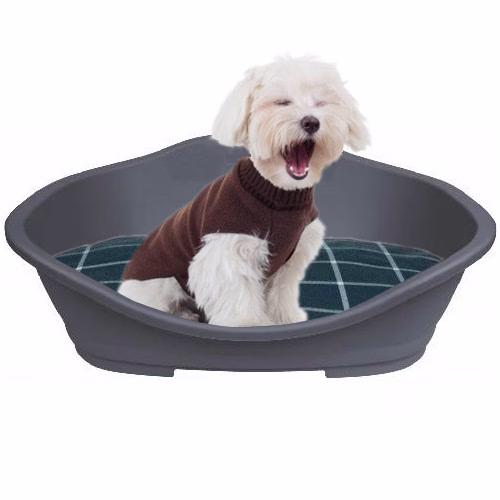 Bichon.jpg