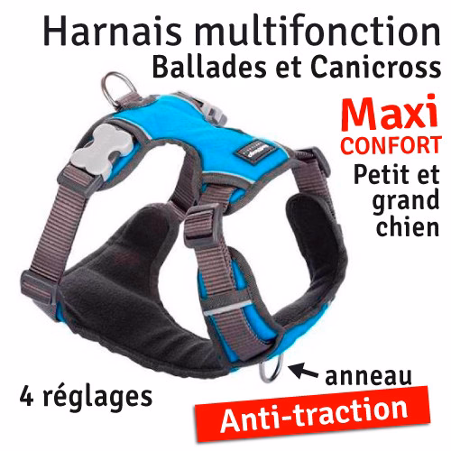 RedDingobleu.jpg