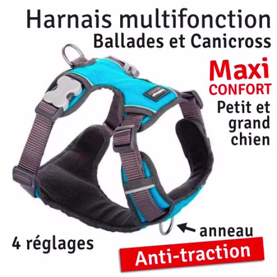 RedDingobleu.jpg