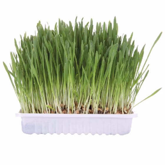 image 1.png