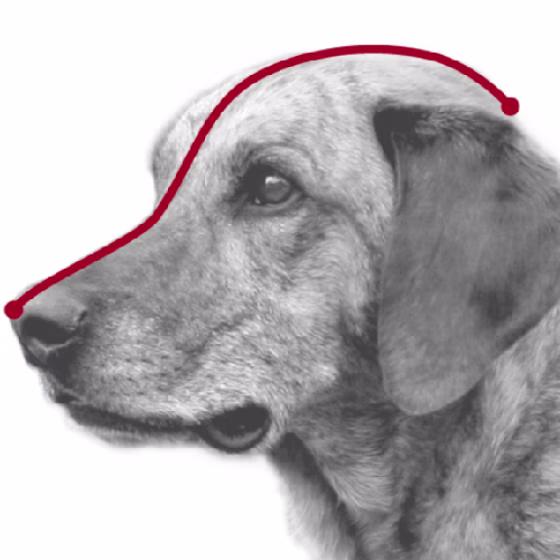 image 1.png