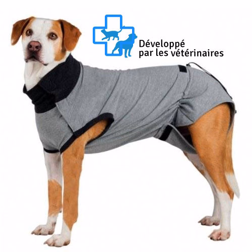 chien.jpg