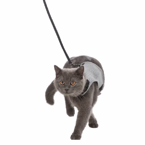 image 1.png