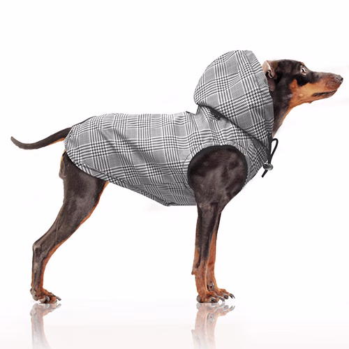 MP1791 GREGOR Dog.jpg
