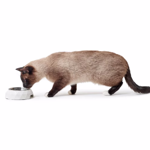 image 1.png