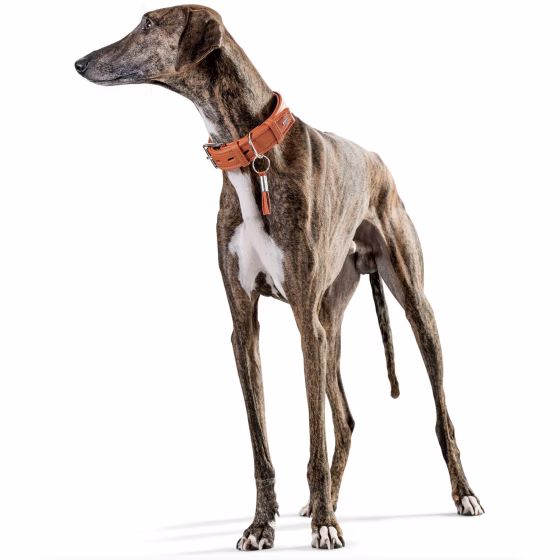 Collier chien cuir Cannes orange
