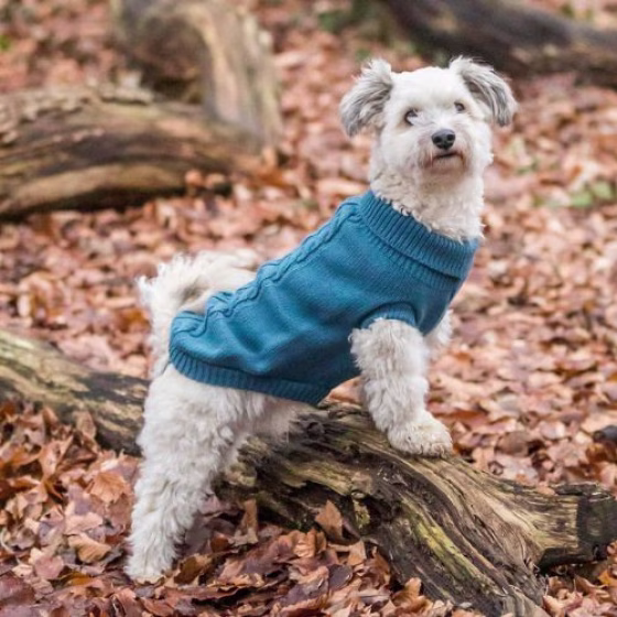 originals_PHO_IMAGE_DOG_PHO_IMAGE_DOG_Havaneser-Cody-Pullover-Kenton-Natur-5_#SALL_#AWK_#V1.jpg