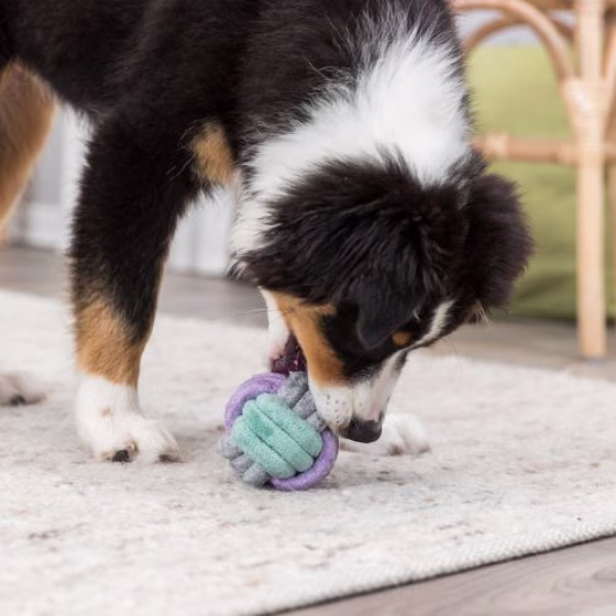 originals_PHO_PRO_DOG_PHO_PRO_DOG_32814-2_#SALL_#AWK_#V1.jpg