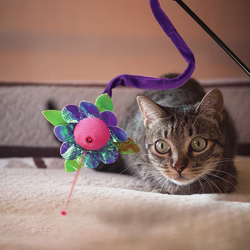 CAT49_OFF_PK_1.png