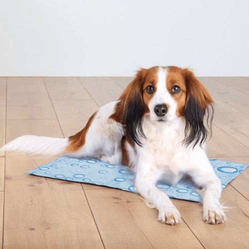 originals_PHO_PRO_DOG_PHO_PRO_DOG_28776-28777-28778-28779-1_#SALL_#AWK_#V1.jpeg