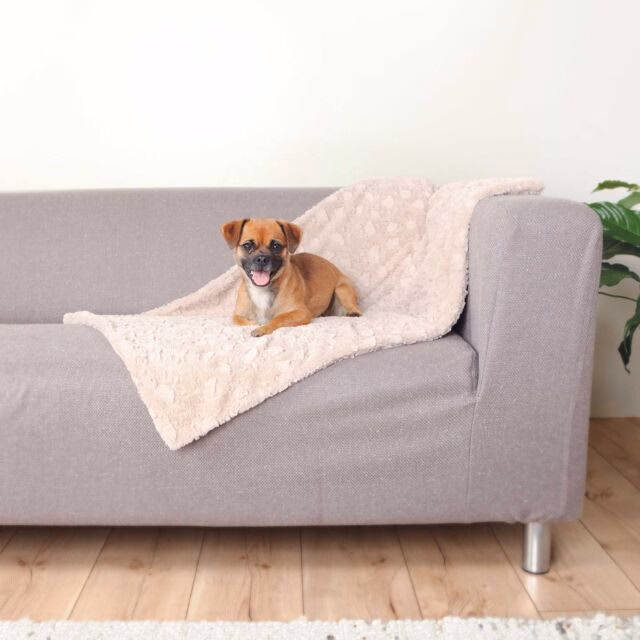 originals_PHO_PRO_DOG_PHO_PRO_DOG_37163-37165-1_#SALL_#AWK_#V1.jpeg