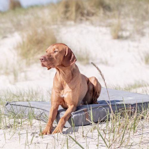 chiens-trixie-coussin-be-nordic-gris-1585521549-370x370.jpeg