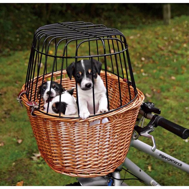 originals_PHO_PRO_DOG_PHO_PRO_DOG_2806-2_#SALL_#AWK_#V1.jpeg