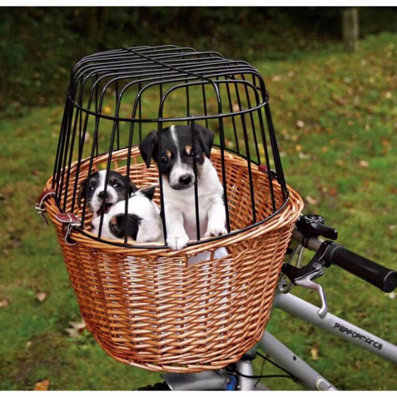originals_PHO_PRO_DOG_PHO_PRO_DOG_2806-2_#SALL_#AWK_#V1.jpeg