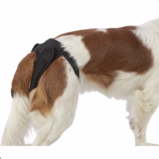 beagle 1.png